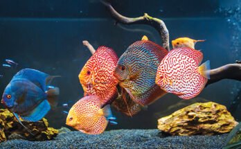 Discus Fish Health Issues