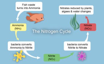 How to Cycle a Fish Tank