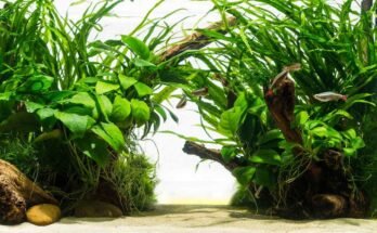 Ideal Aquarium Plants