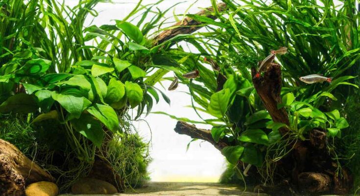 Ideal Aquarium Plants