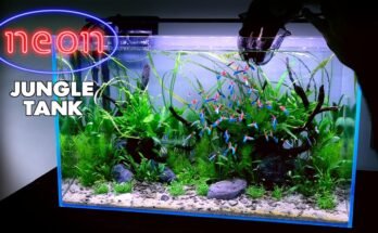 Neon Tetra Tank Setup