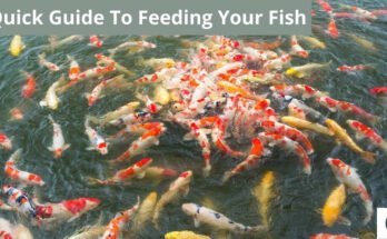 Overfeeding Fish Risks