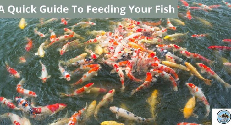 Overfeeding Fish Risks