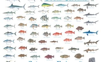 Saltwater Fish Species