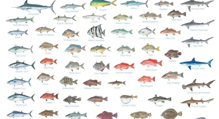 Saltwater Fish Species